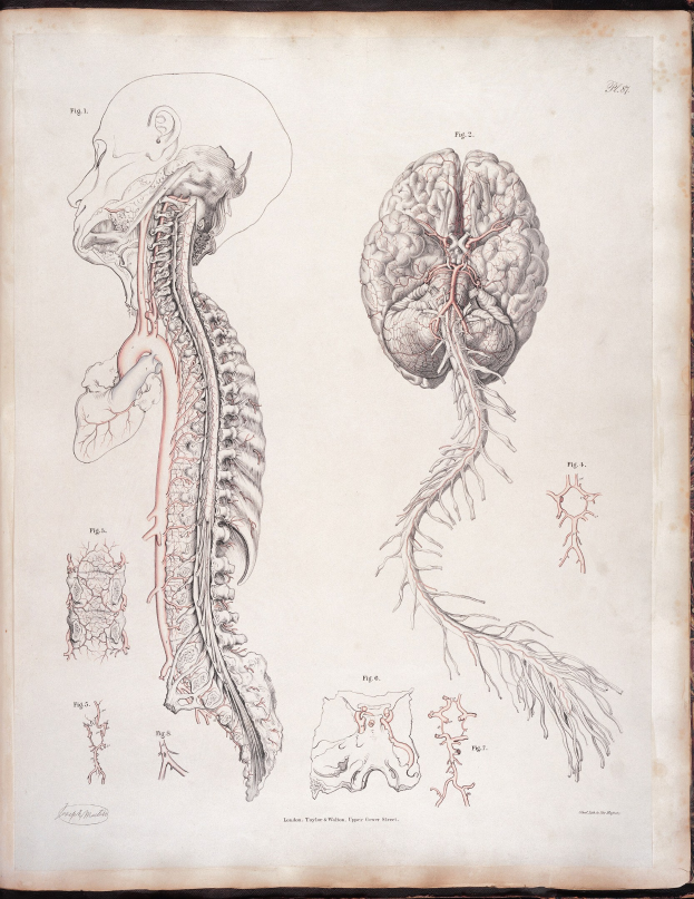 Ein offenes altes Buch mit einer detaillierten, lebensechten anatomischen Zeichnung eines menschlichen Gehirns und einer Wirbelsäule mit ausstrahlenden Nerven und Arterien, vor einem klassisch-stilvollen Text.