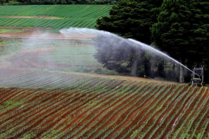 Landwirtschaftliches Feld mit verschiedenen Kulturen, eine Bewässerungsmaschine im Vordergrund und eine Baumreihe mit zusätzlichen Kulturen im Hintergrund.