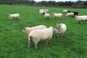 Schafe auf der Wiese mit Bäumen, Pflanzen und Himmel im Hintergrund.