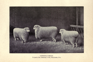 Drei Schafe stehen nebeneinander auf einer grünen Wiese mit einem hölzernen Zaun dahinter und Text am unteren Rand des Bildes.