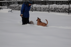 Eine Person in einer blauen Jacke und Mütze steht mit zwei Hunden in einem verschneiten Gebiet, mit einer schneebedeckten Bank links und einem Zaun mit Pflanzen im Hintergrund.