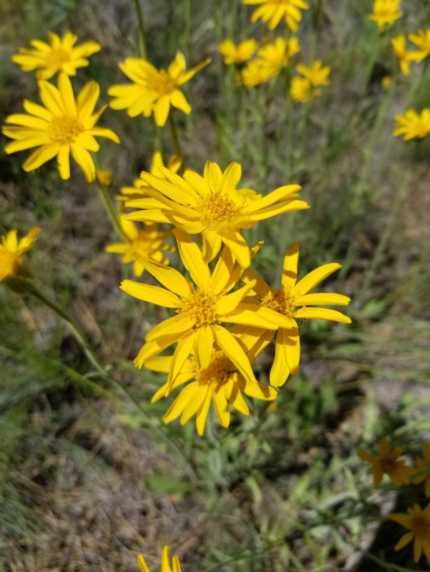 Leuchtend gelbe Arnika-Blumen in einem leicht unscharfen grünen Feld.