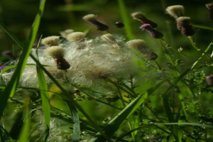 Ein grasbewachsenes Feld mit verschiedenen Pflanzen unter einem klaren Himmel, möglicherweise auf einem Bauernhof an einem Tag.