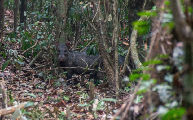 Ein Wildschwein steht im Amazonas-Regenwald, umgeben von Bäumen und gefallenem Laub.