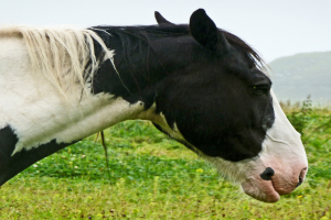 Ein schwarzes und weißes Pferd steht vor kleinen grünen Pflanzen, mit einem Hügel und Himmel im Hintergrund.