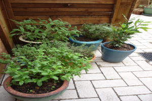 Blumentöpfe mit Pflanzen auf einem Holzzaun.