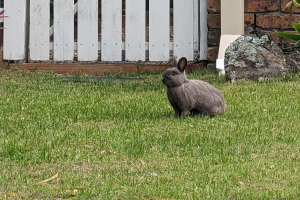 Ein Kaninchen sitzt im Gras neben einem weißen Holzzaun, umgeben von Steinen, Pflanzen und einer Wand.