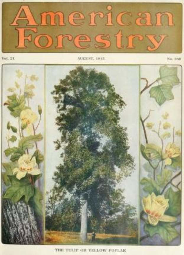 Titelbild des *American Forestry Magazine*, August 1915, mit leuchtenden Illustrationen von Bäumen, Blumen und Laub.