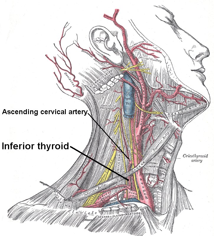 Diagramm des Halses und der Halsmuskulatur, das die Lage der untern Thyreoide hervorhebt, mit detaillierter anatomischer Abbildung und Text, der die Größe, Form und Lage der Thyreoide beschreibt.