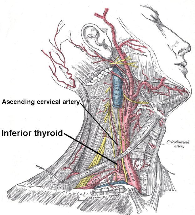 Diagramm des Halses und der Halsmuskulatur, das die Lage der untern Thyreoide hervorhebt, mit detaillierter anatomischer Abbildung und Text, der die Größe, Form und Lage der Thyreoide beschreibt.