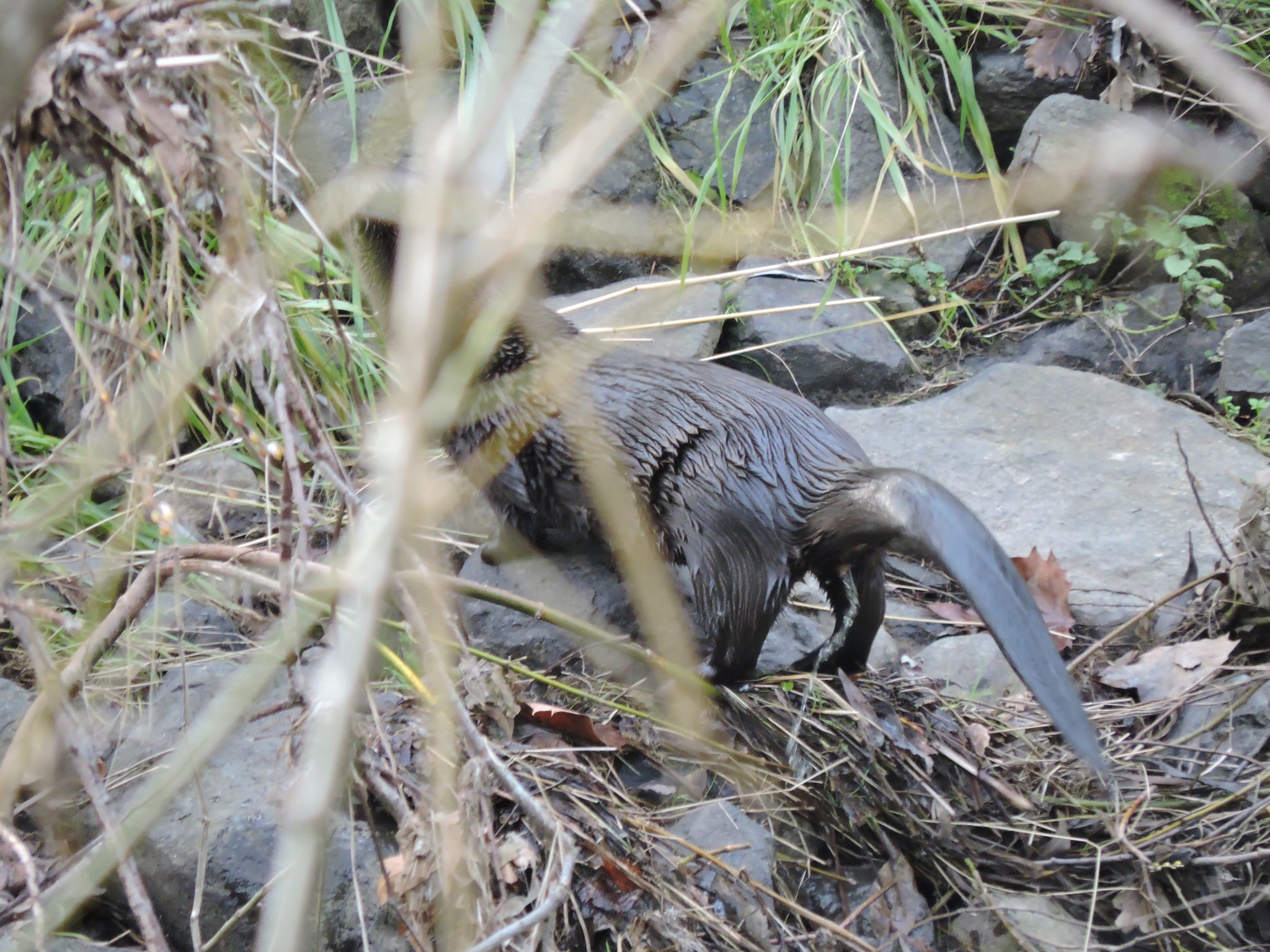 Ein Otter auf einem Felsen in einem bewaldeten Gebiet umgeben von trockenen Blättern, Zweigen und Gras.