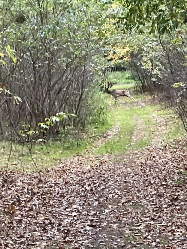 Ein Hirsch, der auf einem Schotterweg durch einen bewaldeten Bereich mit Bäumen und Gras läuft, und trockene Blätter auf dem Boden verteilt.