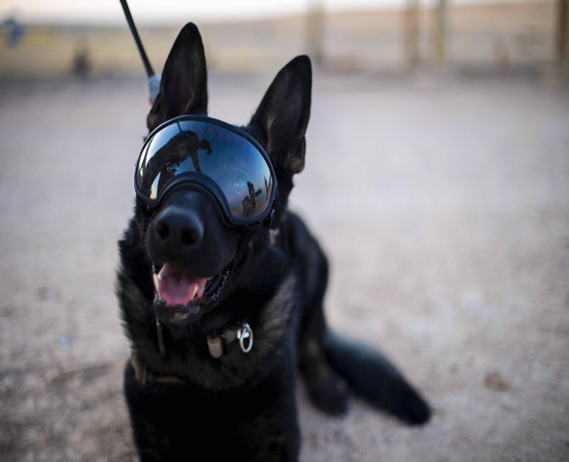 Schwarzer Deutscher Schäferhund mit Sonnenbrille und Leine, der auf dem Boden sitzt, mit unscharfem Hintergrund.