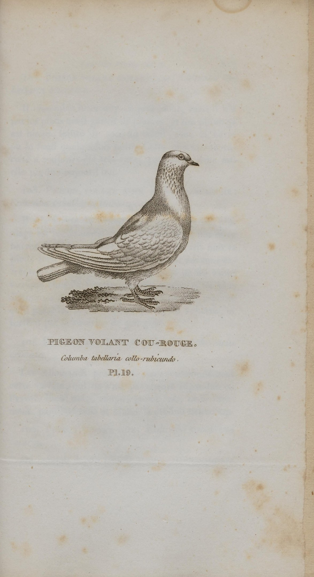 Eine detaillierte Abbildung einer Taube mit ausgebreiteten Flügeln und geneigtem Kopf auf dem Cover eines alten Buches, das mit "Taube" beschriftet ist.