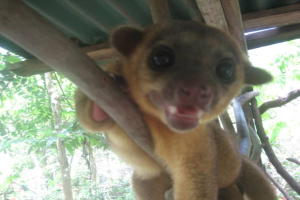 Ein Tier steht in der Mitte des Bildes, mit B√§umen im Hintergrund und einem Unterschlupf oben.